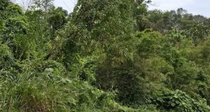 Disyaki Dicabul Dalam Semak Berhampiran Sekolah, Murid Tahun 6 Trauma & Menangis 7 Disyaki Dicabul Dalam Semak Berhampiran Sekolah, Murid Tahun 6 Trauma & Menangis