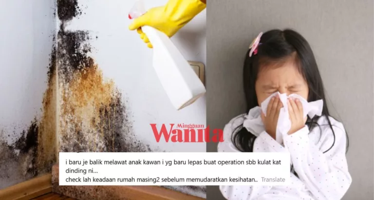 Kulat Dinding