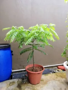 Tip Tanam Pokok Kari Supaya Rimbun & Daun Lebat, Jangan Biar Tinggi Macam Tebu 5 Tip Tanam Pokok Kari Supaya Rimbun & Daun Lebat, Jangan Biar Tinggi Macam Tebu