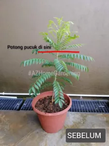 Tip Tanam Pokok Kari Supaya Rimbun & Daun Lebat, Jangan Biar Tinggi Macam Tebu 4 Tip Tanam Pokok Kari Supaya Rimbun & Daun Lebat, Jangan Biar Tinggi Macam Tebu