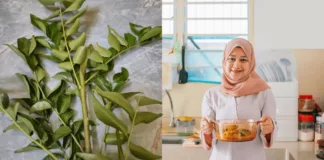 harga daun kari