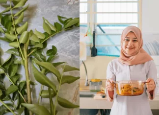 harga daun kari