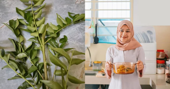 harga daun kari
