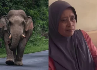 serangan gajah liar