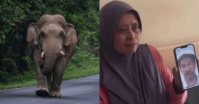 serangan gajah liar