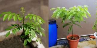 tanam pokok kari