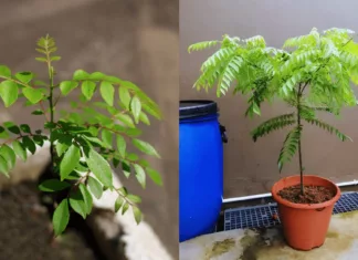 tanam pokok kari