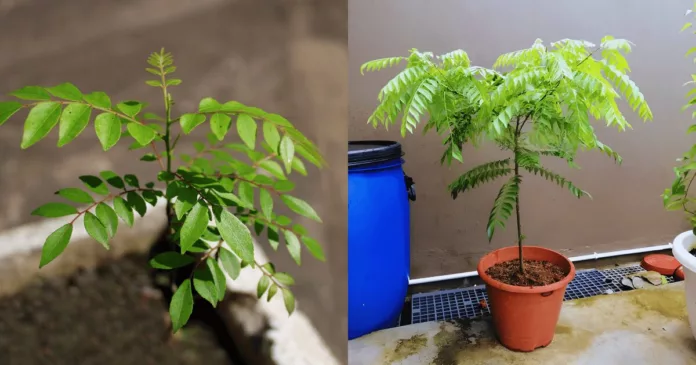 tanam pokok kari tanam pokok kari