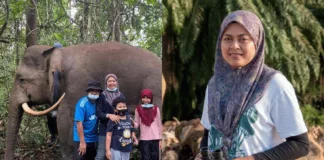 gajah pygmy Sabah