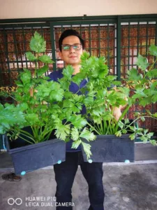 9 Tip Tanam Pokok Sup Subur, Daun Lebih Besar & Gemuk Macam ‘Giant’ 5 9 Tip Tanam Pokok Sup Subur, Daun Lebih Besar & Gemuk Macam ‘Giant’