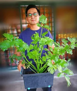 9 Tip Tanam Pokok Sup Subur, Daun Lebih Besar & Gemuk Macam ‘Giant’ 4 9 Tip Tanam Pokok Sup Subur, Daun Lebih Besar & Gemuk Macam ‘Giant’