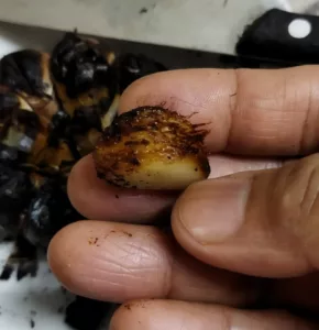 “Dah Bertahun Saya Amal…” Wanita Kongsi Petua Bawang Putih Bakar Untuk Batuk Tak Hilang-hilang