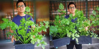 tip tanam pokok sup