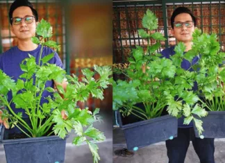 tip tanam pokok sup