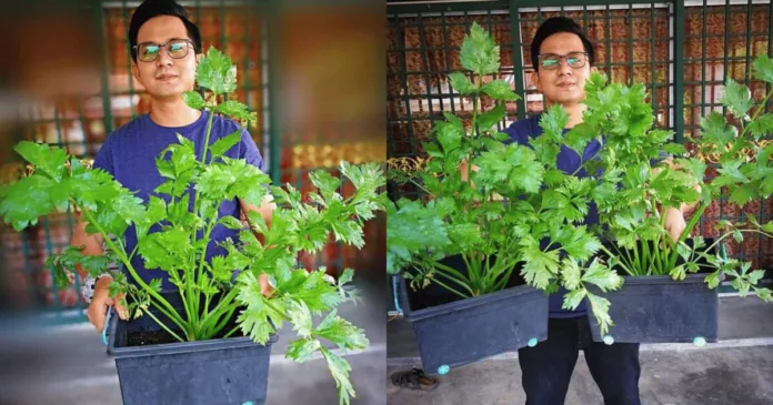 tip tanam pokok sup tip tanam pokok sup