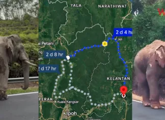 Sulong Teruskan Langkah, Orang Ramai Tolong Jangan Berhenti Semata-mata Nak Ambil Gambar Sulong
