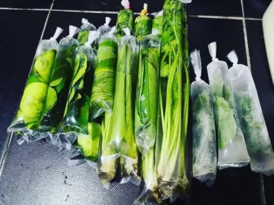 cara simpan daun herba