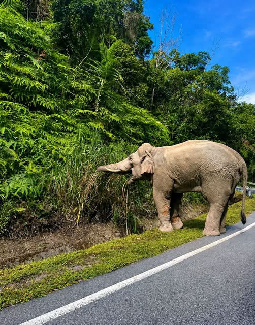Sulong Sampai Tasik Kenyir, Jalani Proses Pemindahan Sebelum Ditempatkan Di Habitat Yang Sesuai 3 Sulong Sampai Tasik Kenyir, Jalani Proses Pemindahan Sebelum Ditempatkan Di Habitat Yang Sesuai
