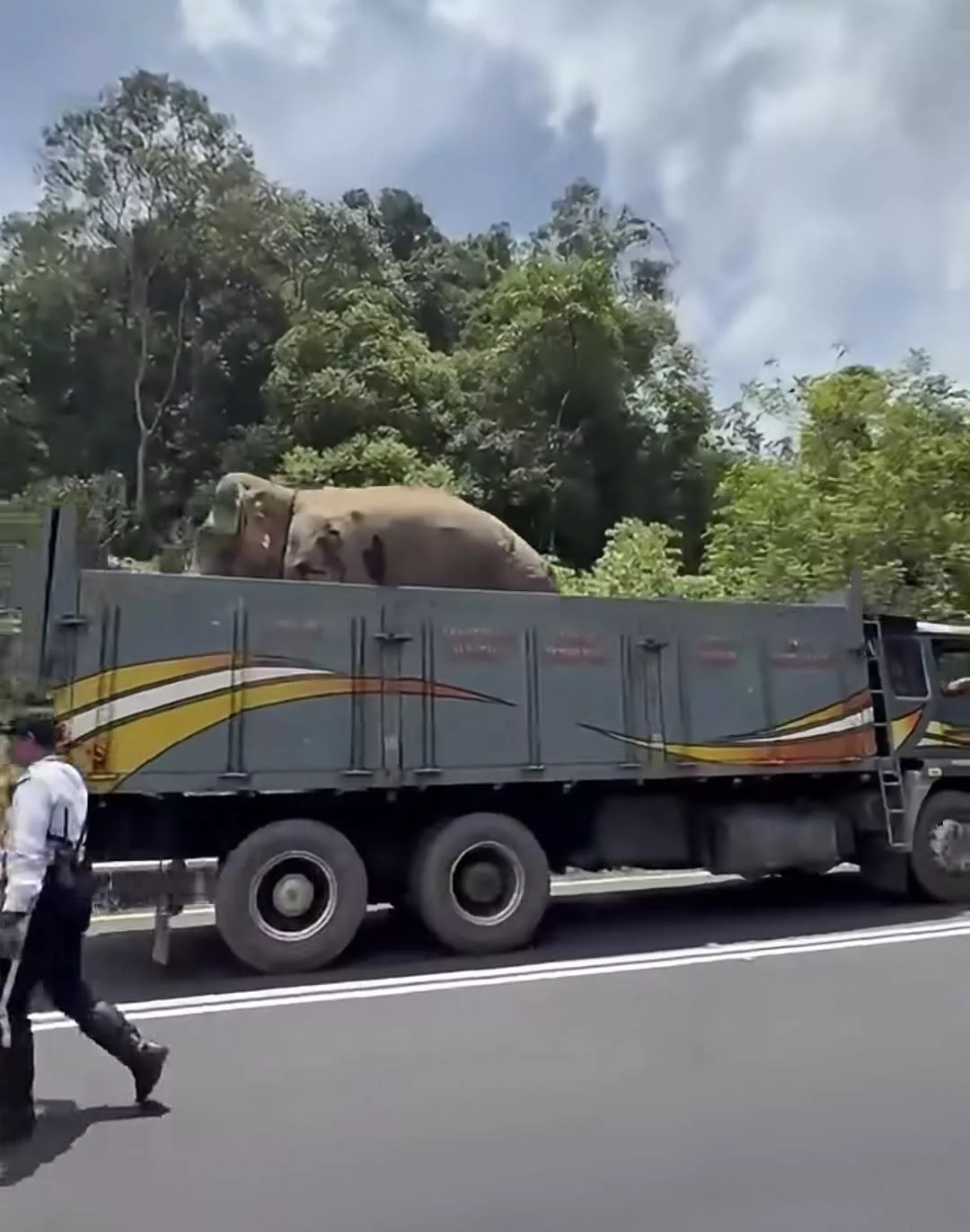 Sulong Sampai Tasik Kenyir, Jalani Proses Pemindahan Sebelum Ditempatkan Di Habitat Yang Sesuai 4 Sulong Sampai Tasik Kenyir, Jalani Proses Pemindahan Sebelum Ditempatkan Di Habitat Yang Sesuai
