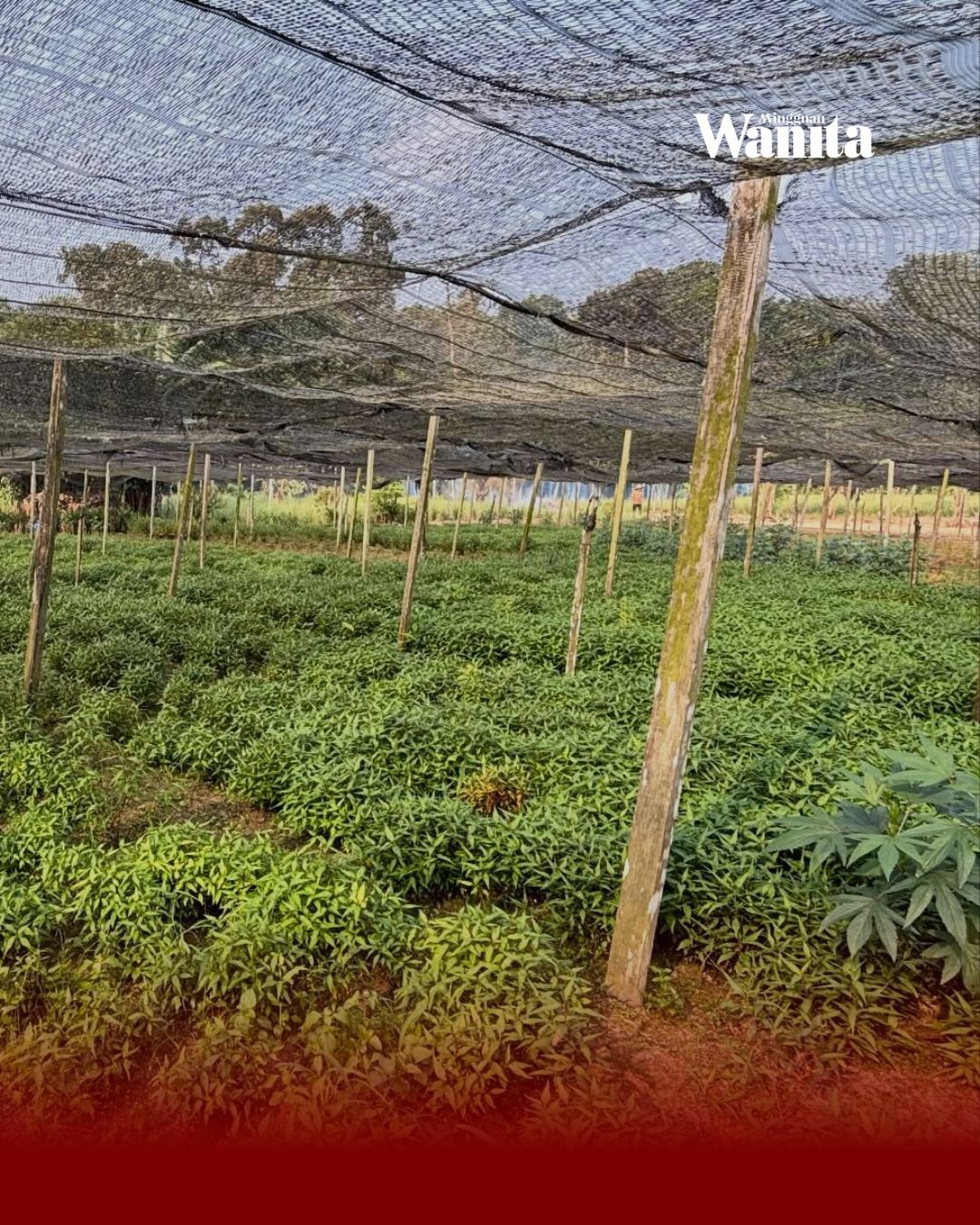 Hampir Muflis Dan Diberhentikan Kerja Dalam Usia 38 Tahun, Puan Nany Bangkit Jadi Pekebun Berjaya 5 Hampir Muflis Dan Diberhentikan Kerja Dalam Usia 38 Tahun, Puan Nany Bangkit Jadi Pekebun Berjaya