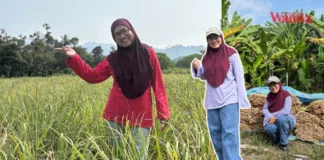 Hampir Muflis