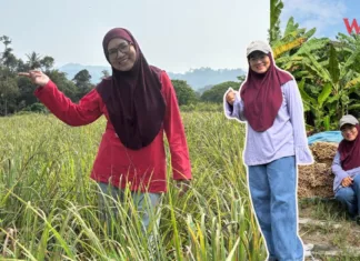 Hampir Muflis