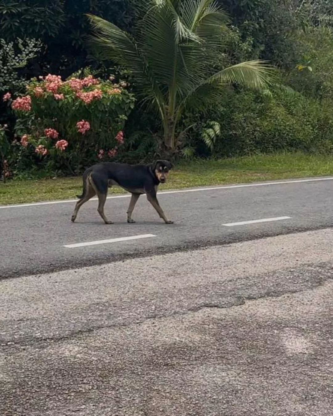 budak 2 tahun parah digigit anjing