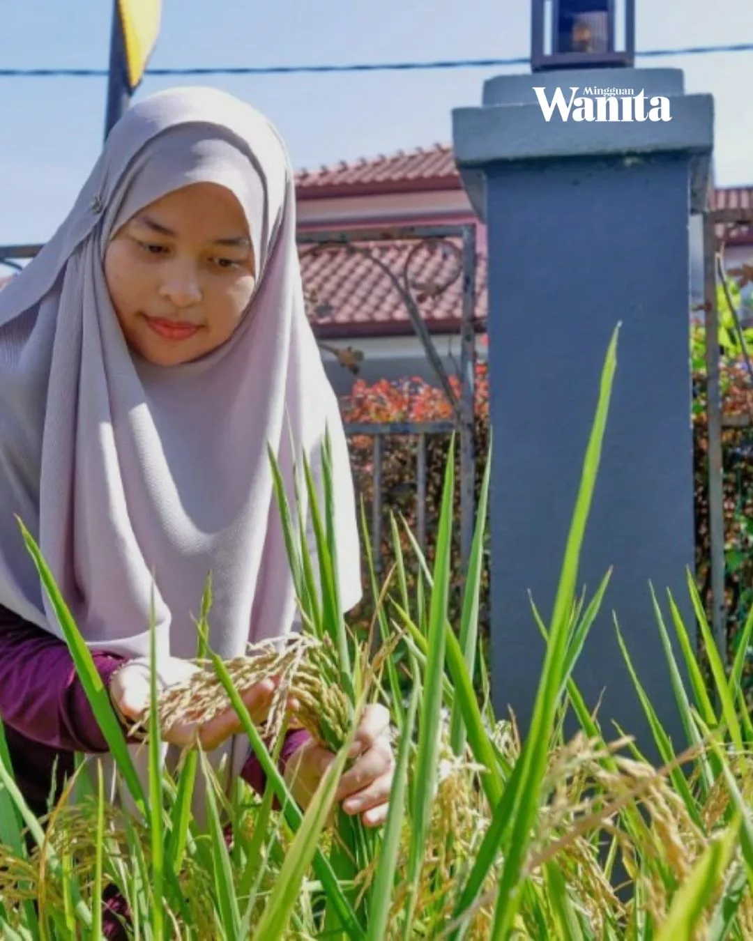 Tanam Padi Organik Dalam Kawasan Rumah, Wanita Ini Berjaya Tuai Padi Tanpa Bendang 3 Tanam Padi Organik Dalam Kawasan Rumah, Wanita Ini Berjaya Tuai Padi Tanpa Bendang