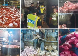 ayam direndam air panas