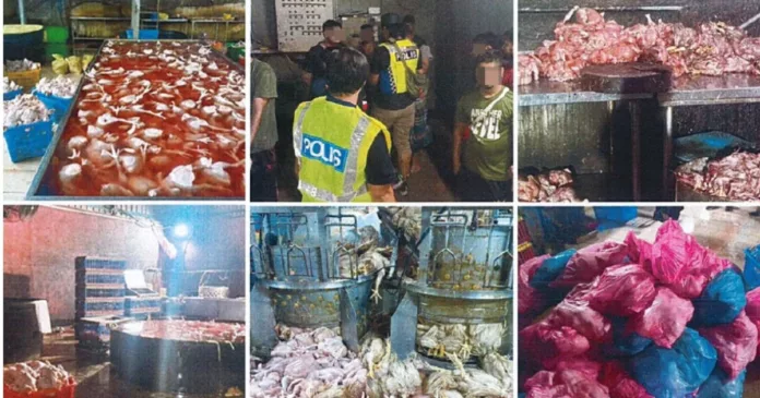 ayam direndam air panas ayam direndam air panas