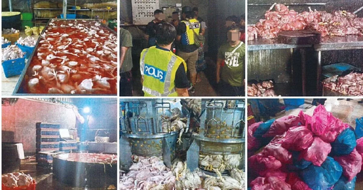Ayam Direndam Air Panas Hingga Mati Sebelum Disembelih, Dipercayai Diedar Ke Kedai Makan & Pasar Raya 2 ayam direndam air panas