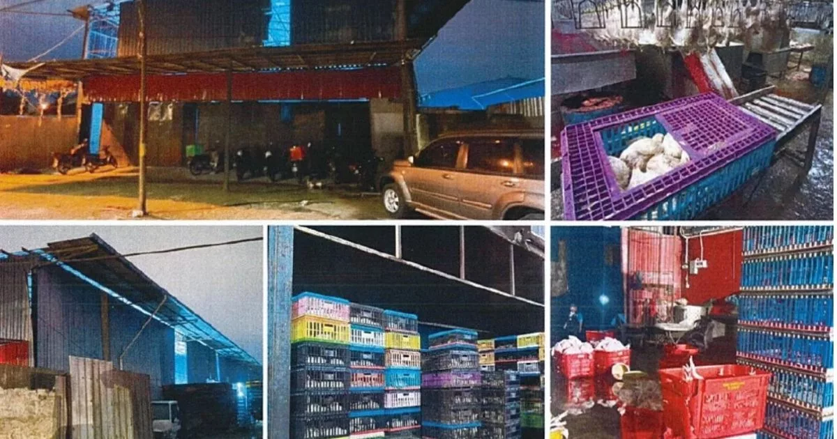 Ayam Direndam Air Panas Hingga Mati Sebelum Disembelih, Dipercayai Diedar Ke Kedai Makan & Pasar Raya 3 ayam direndam air panas