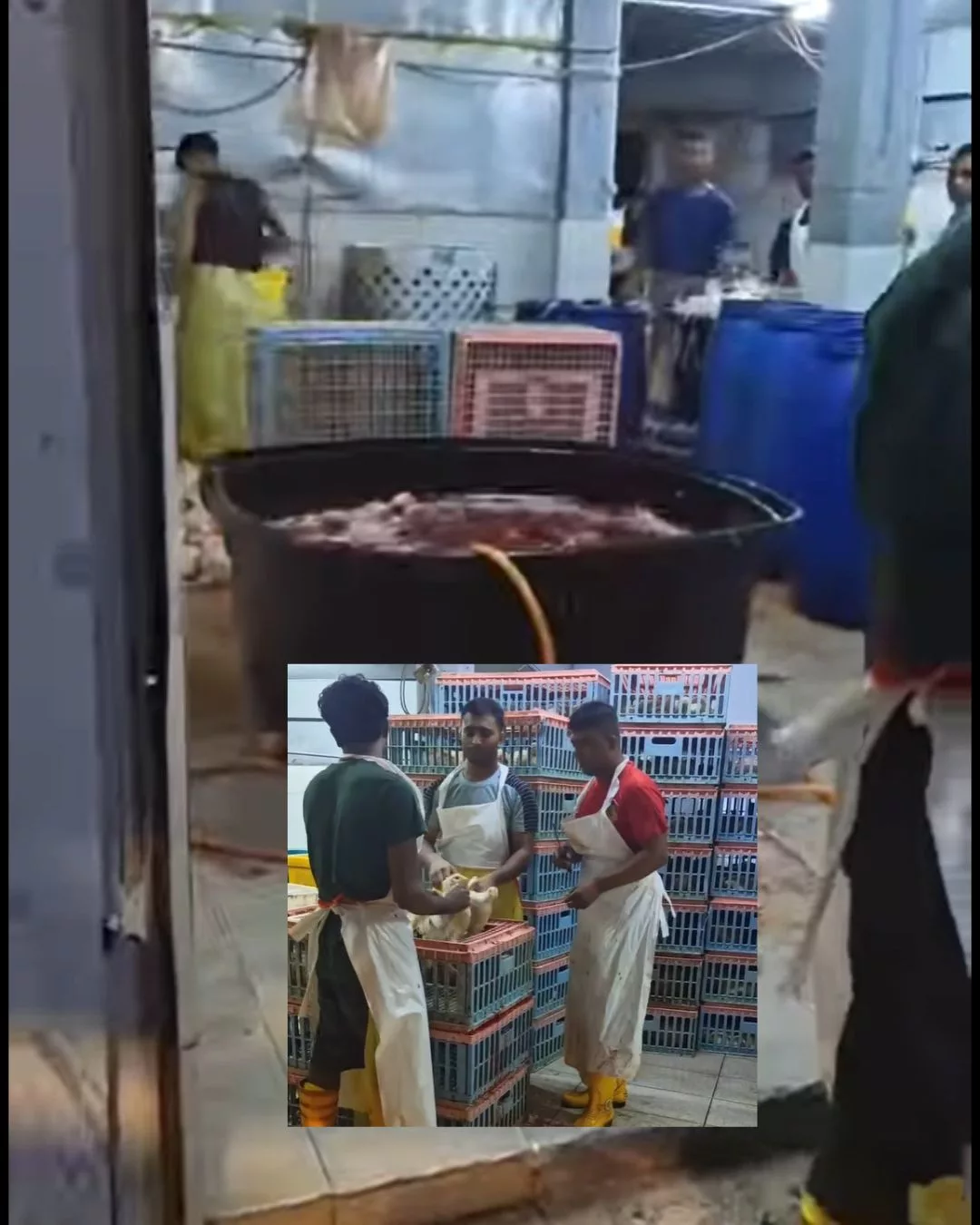 PU Amin Dedah Bahaya Makan Ayam Bangkai, "Takut Anak-Anak Kita Kenyang Dari Sumber Kotor..." 3 ayam bangkai